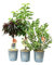 Vannucci Piante - SET di 3 PIANTE DA FRUTTO (CILIEGIO NANO + PESCO NANO + MIRTILLO), Piante vere, Piante da esterno, Piante da balcone