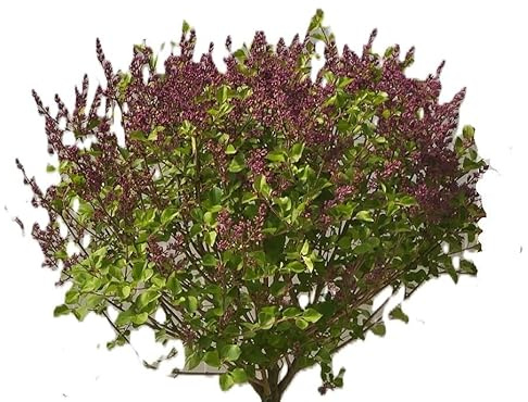 Flieder Duftflieder Syringa meyeri 'Palibin' Hochstamm 120-140 cm mehrjährig winterhart