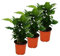 Exotenherz - Kaffee Pflanze (Coffea arabica) 3 Pflanze - Zimmerpflanze