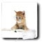 3dRose LLC 8 X 8 X 0.25 Inches Orange Tabby with Glasses Reading A Book Mouse Pad (mp_101745_1)