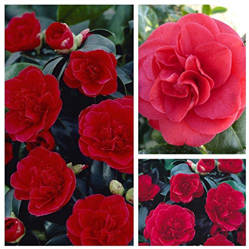 Carbeth Plants - Camellia Japonica 2 x Lady Campbell in 9cm Pots - Red Hardy Evergreen Shrubs - Ready to Plant Spring Flowering Outdoor Garden Plants - Ideal for Borders, Containers & Patio Pots