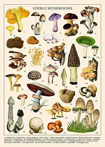 Vintage Pilz Puzzle 1000 Teile für Erwachsene, Vintage Pilze Puzzle mit 25 essbaren Pilzen, Champignons Pflanzenpuzzle für Mykophile
