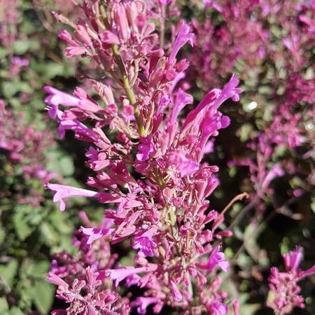 30 piezas de semillas de plantas de cana de Agastache rosa fresca
