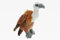Cornelißen Kuscheltier Geier Greif Vogel Höhe 22 cm braun 1017241
