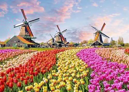 AveJoys Puzzle für Erwachsene 1000 Teile Windmühle Tulip 70 x 50 cm Puzzles für Erwachsene Pädagogisches Spiel Herausforderung Spielzeug 1000 Teile Puzzles für Erwachsene Kinder