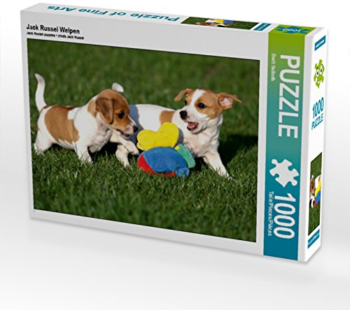 CALVENDO Puzzle Jack Russel Welpen 1000 Teile Puzzle quer | 1000 Teile Lege-Größe 64 x 48 cm Foto-Puzzle für glückliche Stunden