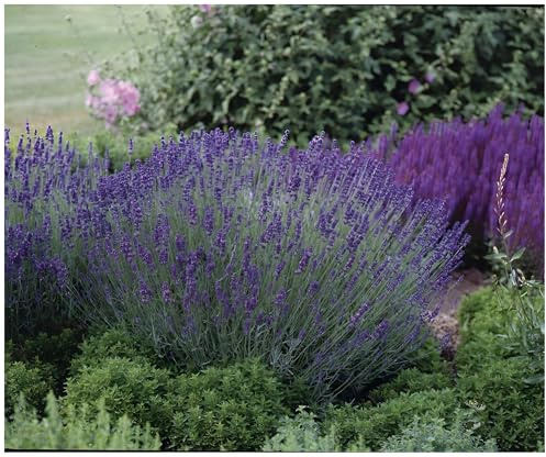 Stauden Gänge 1 x Lavandula angustifolia 'Essence Purple' Echter Lavendel | Purpurne Staude für Sonne, Blüte Juli bis August, mehrjährig, 9x9 cm Topf