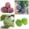 100Pcs Mix Annona Samen Mehrjährige Früchte Wachsen Sie Ihren eigenen Zucker Apfelbaum Ernte Verschiedene Soursop Obst Im Freien Feld Aussaat einfach zu ernten