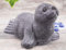 STEINFIGUREN SPICKER Steinfigur Robbe 202/1 Gartenfigur Steinguss Tierfigur Basaltgrau