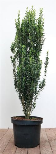 Ilex crenata 'Fastigiata' 80-100 cm – Immergrün, Winterhart, Pflegeleicht – Japanische Stechpalme – Heckenpflanze für Garten & Sichtschutz