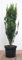 Ilex crenata 'Fastigiata' 80-100 cm - Japanische Stechpalme, säulenförmig, immergrün, ideal für Hecken und Kübel, pflegeleicht und winterhart
