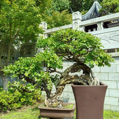 ulme - exotische winterhart bio 10samen