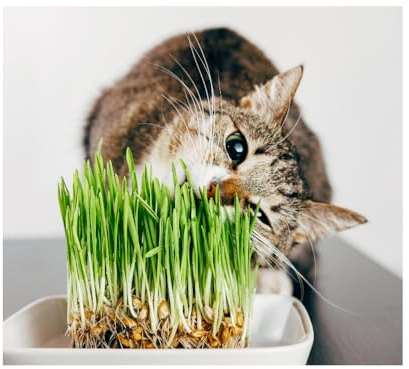 Pet Barley Grass Seed for Cats, Dogs & Small Pets – Grow Your Own | UK, Regeneratively Farmed Seed (750g)