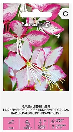 Zalia stotele | Prachtkerze samen | Blumensamen | Pflanze samen | Gardensamen | Einjährige, sommergrüne Staude mit kleinen, schalenförmigen Blüten | 1 Pack