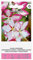 Zalia stotele | Prachtkerze samen | Blumensamen | Pflanze samen | Gardensamen | Einjährige, sommergrüne Staude mit kleinen, schalenförmigen Blüten | 1 Pack