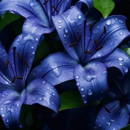Bulbos de lirio. Planta de lirio. Planta perenne resistente. Alto valor ornamental. Apto para todos.-2 bulbos-C