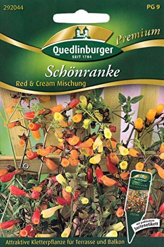 Schönranke, Red & Cream Mischung, Eccremocarpus scaber, ca. 50 Samen