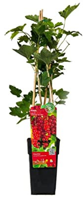Grosella Roja Natural Planta Frutal Resistente y Fácil de Cuidar