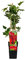 Grosella Roja Natural Planta Frutal Resistente y Fácil de Cuidar