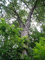 New Fresh 5pcs Green Shagbark Hickory tree Seeds