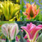 Viridiflora Tulpen Kollektion - 40 blumenzwiebeln