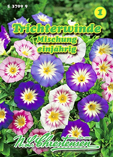Convolvulus tricolor, Trichterwinde, Mischung N.L.Chrestensen Samen 537099-B