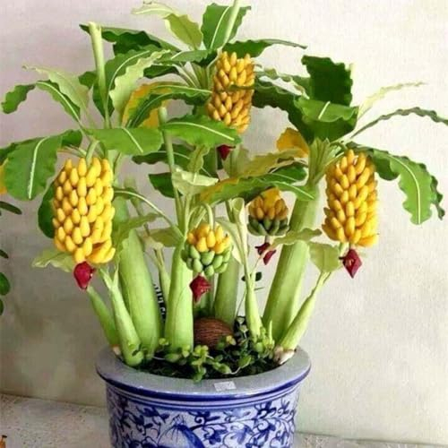 50 Stück Zwerg-Bananenbaum-Samen, Mini-Bonsai-Frucht, Hausgarten, Büro, Pflanzendekoration, Gartensamen zum Pflanzen Bananensamen