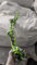 TUAHOO Outdoor Bungee Dog Solo Toy Hanging from Tree, Interactive Tether Tug of War Toy for Pitbull Small Middle Large Breed, Tree Tugger Pull Rope with 2 Dog Rope Toys