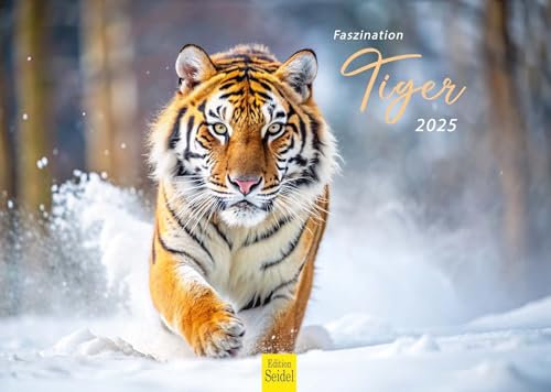 Edition Seidel Premium Kalender Faszination Tiger 2025 Format DIN A3 Wandkalender Tierkalender Afrika Asien Tigerfamilie Welpe Katzen Großkatzen Raubtiere Wildtiere