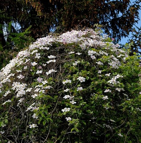 Berg Waldrebe Elizabeth 60-80cm - Clematis montana