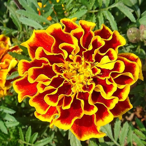 PERZOE 100 piezas de semillas de Tagetes Patula, decoración de balcón de jardín de flores mixtas de caléndula francesa