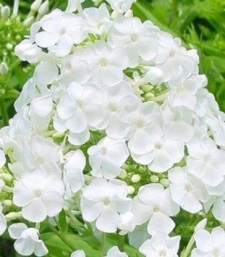 30+ BIANCO PHLOX/auto-semina ANNUALE/molto profumato