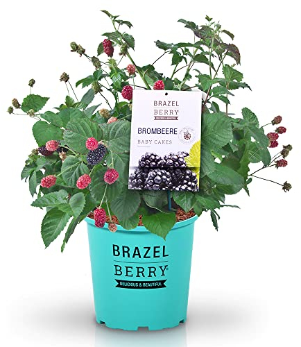 BrazelBerry 'Baby Cakes' Brombeere, Beerenobst Strauch, Blume, winterhart, Pflanze im Topf für Garten, Terrasse, Balkon oder Kübel