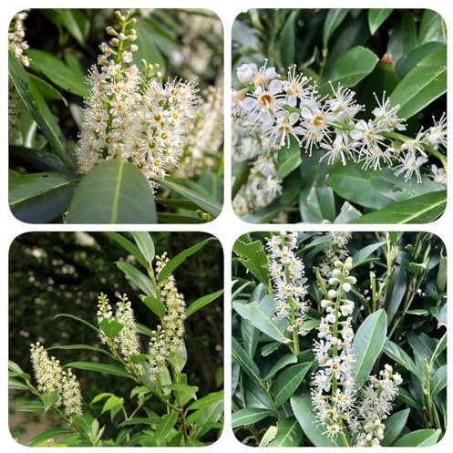 100 pcs Kirschlorbeer Kaufen Samen - heckenpflanzen winterhart Prunus laurocerasus - flower seeds, pflanzen für garten gartensamen, kübelpflanzen winterhart exotische pflanzen winterhart