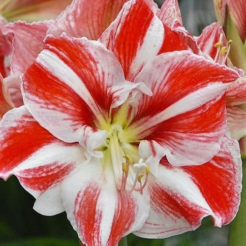 100 Stück rot-weiße Amaryllis-Blumensamen