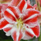 100 Stück rot-weiße Amaryllis-Blumensamen