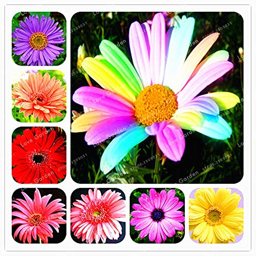 Seeds. Big sale 50 pc/rare bag of the bonsai bonsai bonsai morifolium bonsai very easy to grow herb Seedsdo it yourself gardening flower: mix: Only seeds