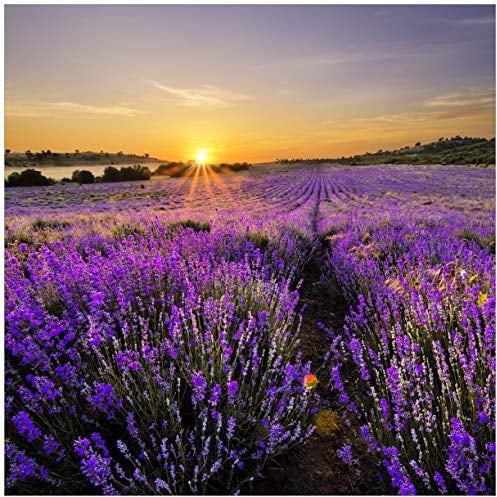 Wallario Glasbild Sonnenuntergang über dem Lavendel - 50 x 50 cm Wandbilder Glas in Premium-Qualität: Brillante Farben, freischwebende Optik
