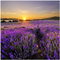 Wallario Glasbild Sonnenuntergang über dem Lavendel - 50 x 50 cm Wandbilder Glas in Premium-Qualität: Brillante Farben, freischwebende Optik