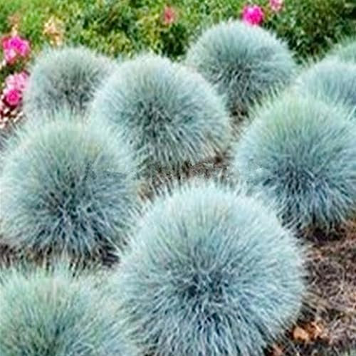 200 Unids Semillas de Hierba Festuca Azul Jardín Ornamental Perenne Festuca Glauca Bonsai Flor Fruta Árbol Vegetal Semillas Semillas de festuca azul 200 piezas