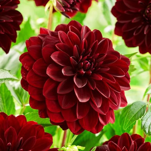 Dahlien Dekorative Rot-Schwarz Knollen, 5 Dahlienzwiebelsorten Mix aus Holland, echte große Dahlienpflanzen für Garten und Töpfe (keine Samen, nicht künstlich)