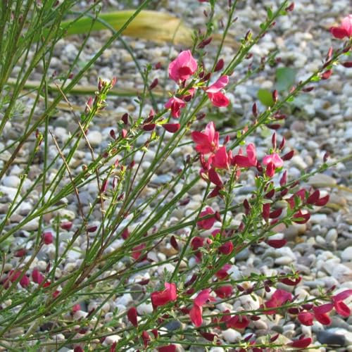 ginster samen winterhart winterharte kübelpflanzen cytisus scoparius frühlingsblume, wildblumensamen blumenwiese samen mehrjährig gartenblumen, kräuterpflanzen schnittblumen 150pcs