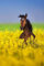 adrium Acryl-Bild 50 x 80 cm: Braunes Pferd mit langer Mähne auf Rapsfeld (122774071)