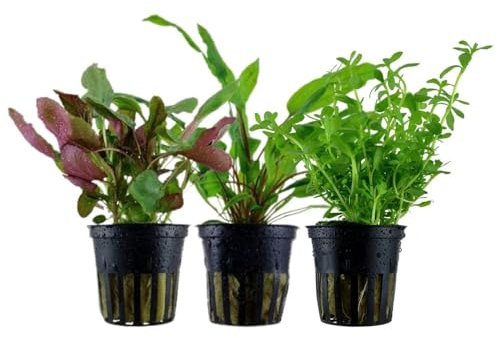 AquaOne Aquarium Pflanzen I 3X Wasserpflanzen I Mittelgrund Aquarienpflanzen I Bacopa monieri Cryptocoryne Lobelia Bacopa I Set mit 3 Mittelgrundpflanzen