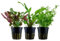 AquaOne Aquarium Pflanzen I 3X Wasserpflanzen I Mittelgrund Aquarienpflanzen I Bacopa monieri Cryptocoryne Lobelia Bacopa I Set mit 3 Mittelgrundpflanzen