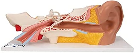 3B Scientific® Ohrmodell – 3-fache Größe, 4-teiliges Anatomiemodell mit herausnehmbaren Strukturen + Smart Anatomy App (5 Jahre Garantie)