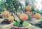 Neuankömmling!!! 20 / bag Hardy Mini Pummello Pomelo Pomello Baum Dwarf kao Pan Traubenfrucht! Seltene Bonsai Fruchtsamen für Hausgarten