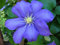 Clematis 'Kakio' 10 Samen