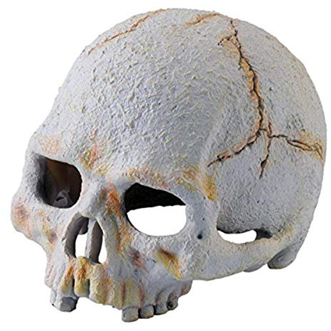 Exo Terra Primate Skull Décoration pour Reptile/Amphibien Taille S