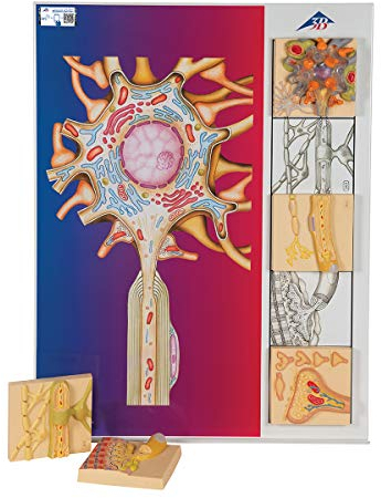 3B Scientific Menschliche Anatomie - Nervenphysiologie-Serie, 5 magnetische Modelle auf illustrierter Metalltafel + kostenlose Anatomie App - 3B Smart Anatomy